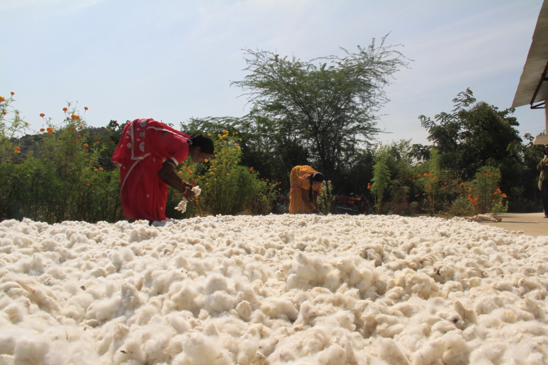 Cotton-production-farm-drying-women-India