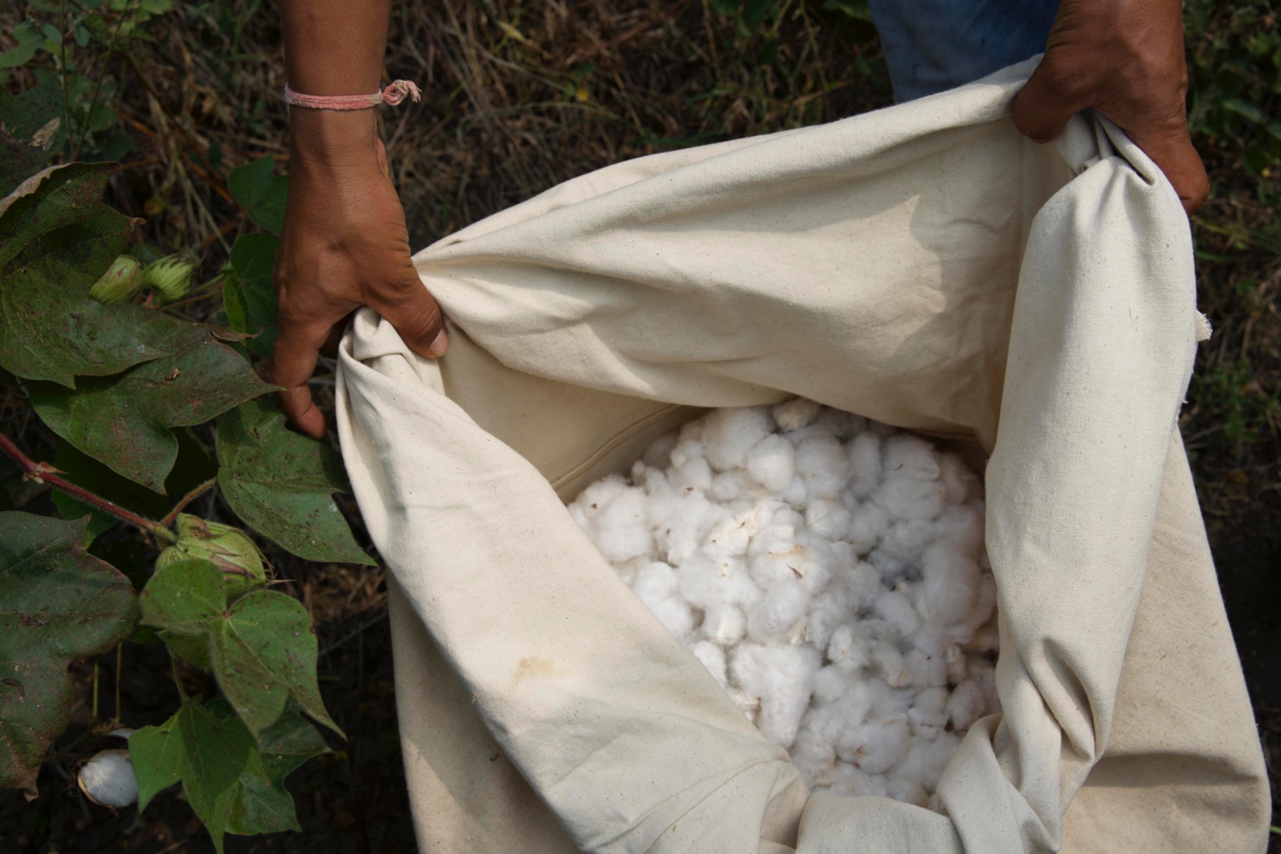 Cotton-production-farm-field-plucking-bag-bolls-India-Chetna