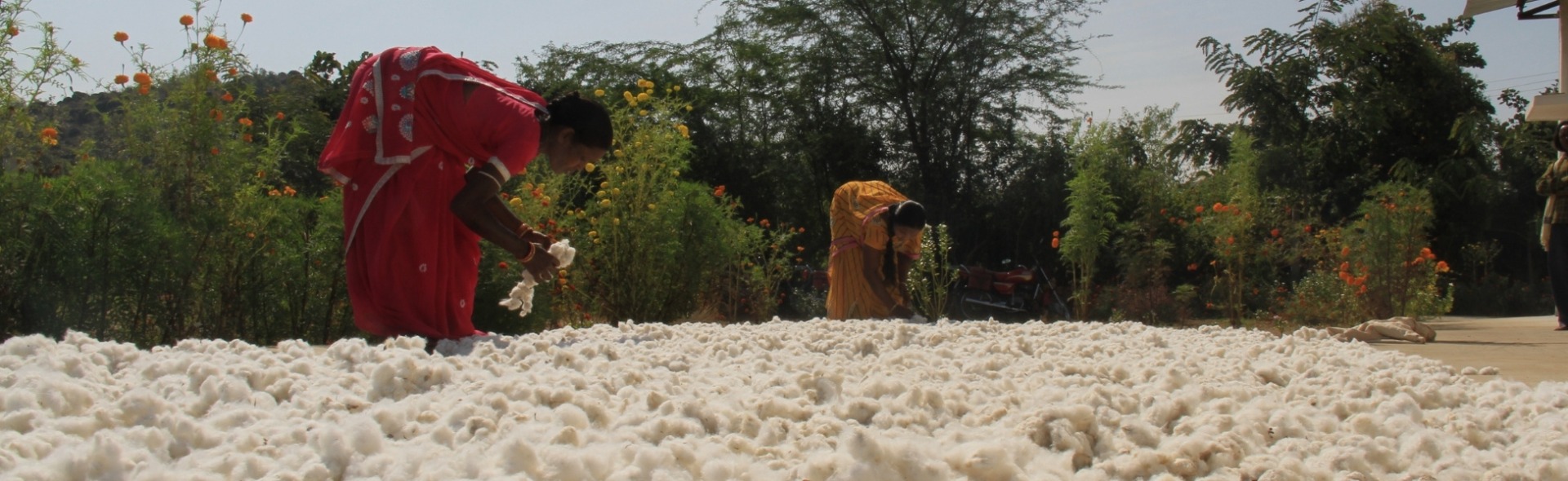 Vrouwen drogen katoen op een biologisch katoenveld in India