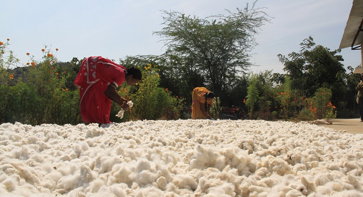 Biodiversiteit op akkers in India