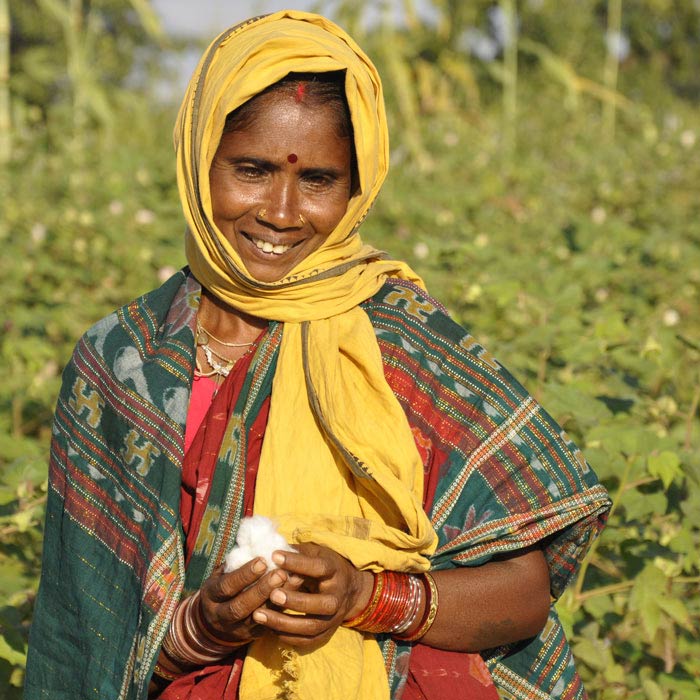 Cotton-production-farm-field-woman-in-field-India