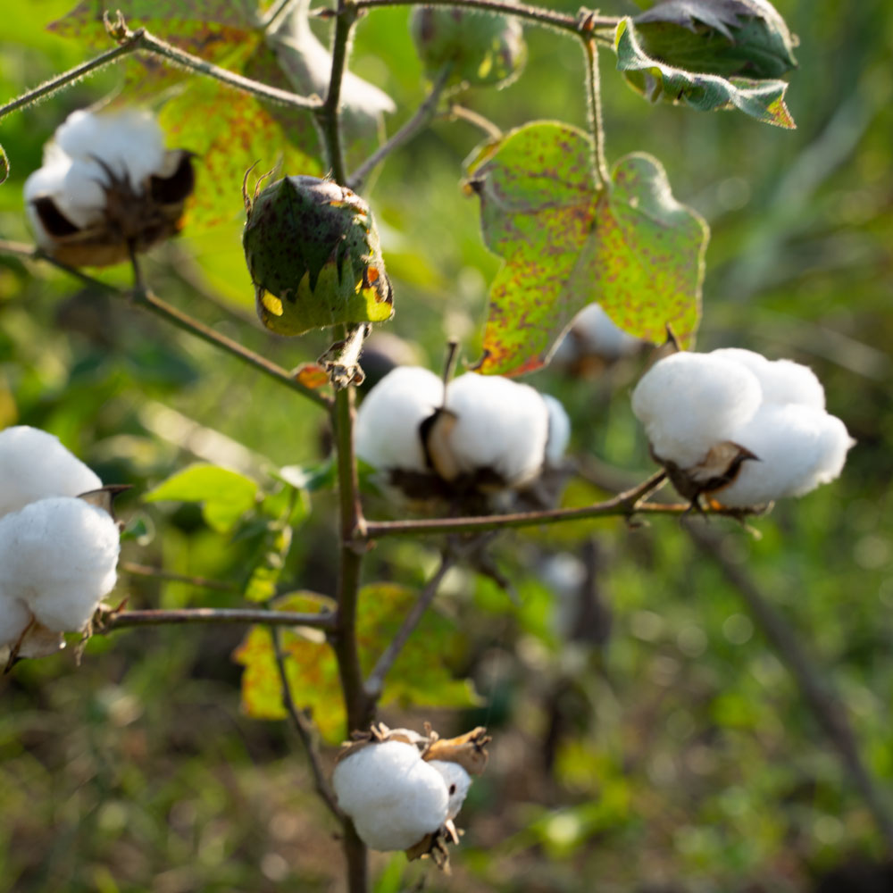 Cotton-production-process-boll-farm-field-Chetna-India-02-_1_