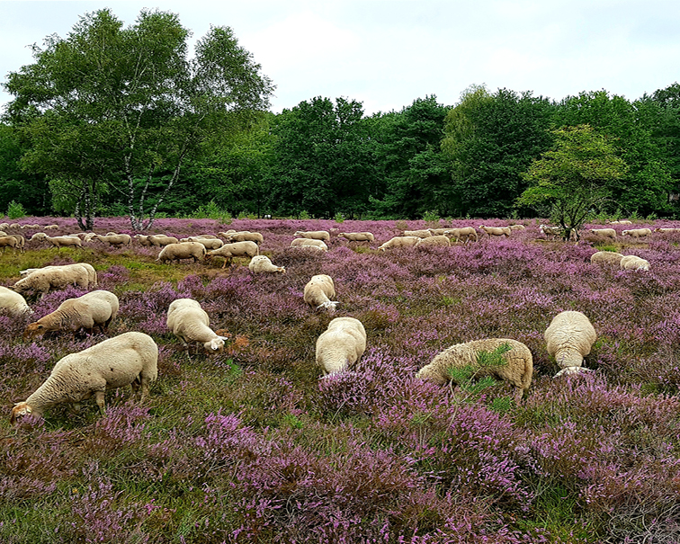 Stabrechtse_heide_3