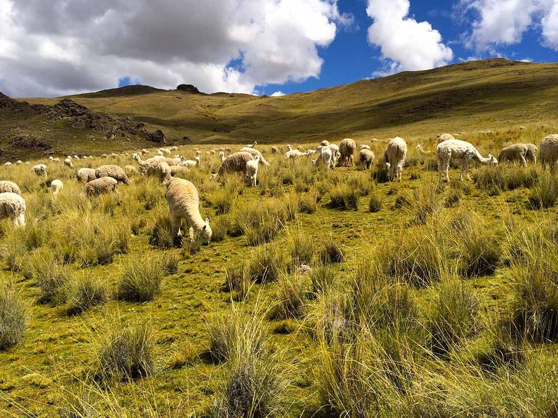 Couverture en laine d'alpaga camel 130x200