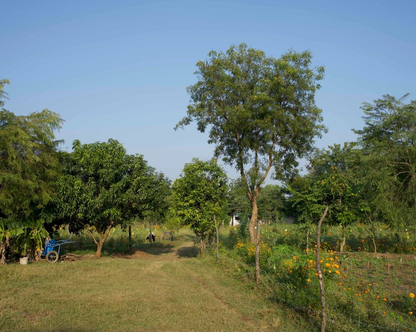 Clean & Green Villages: een revolutie in de katoenketen